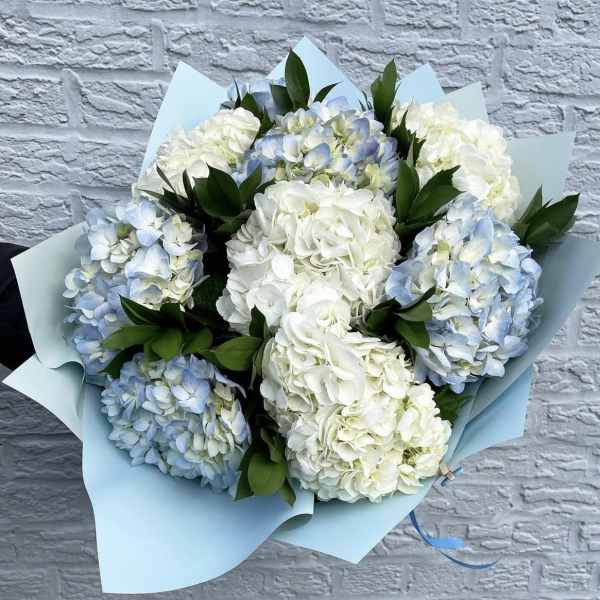 Bouquet of white and pale blue hydrangeas wrapped in light blue paper