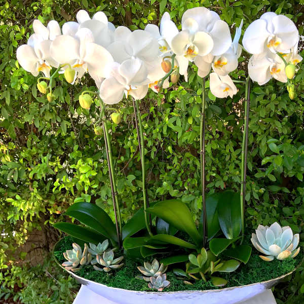 White orchids in a planter with small succulents