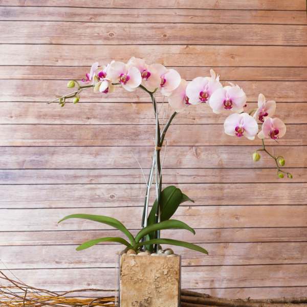 Pink orchid plant in a square stone planter