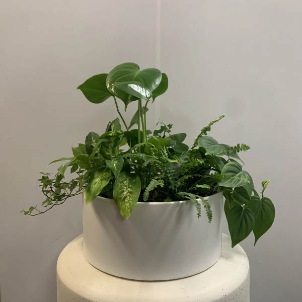 A lush green potted plant arrangement in a white container
