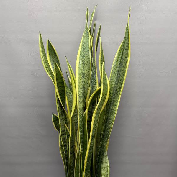 Tall snake plant in a white pot