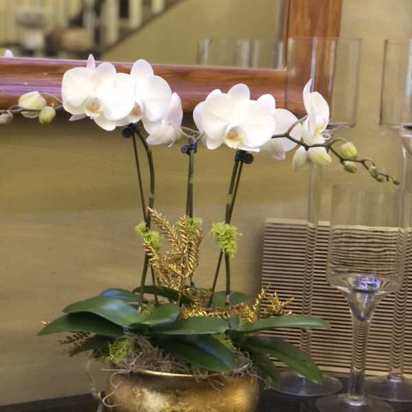 Petite Orchid in GOLD