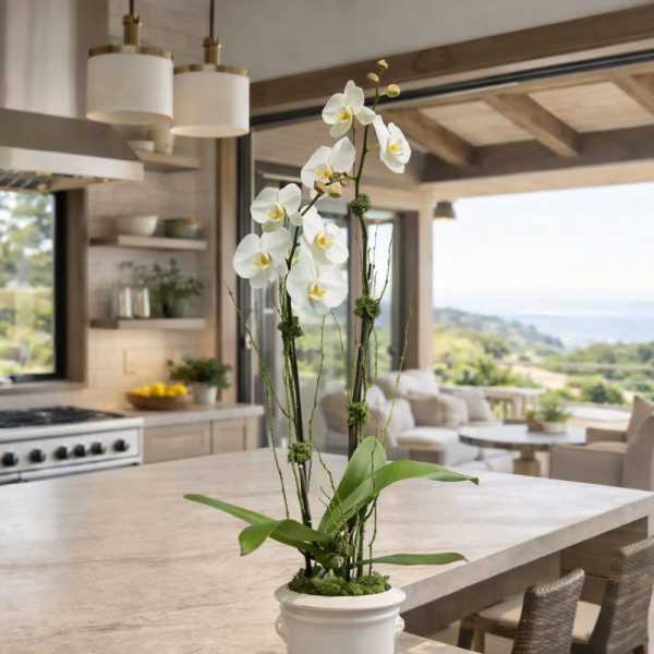 White orchid arrangement in a white pedestal pot on a kitchen island
