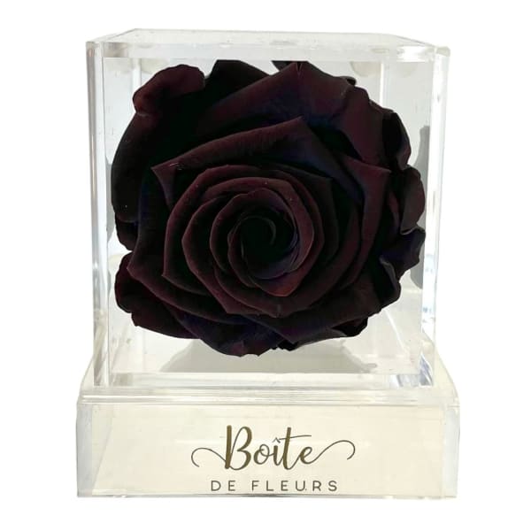 Single dark rose in a clear acrylic box