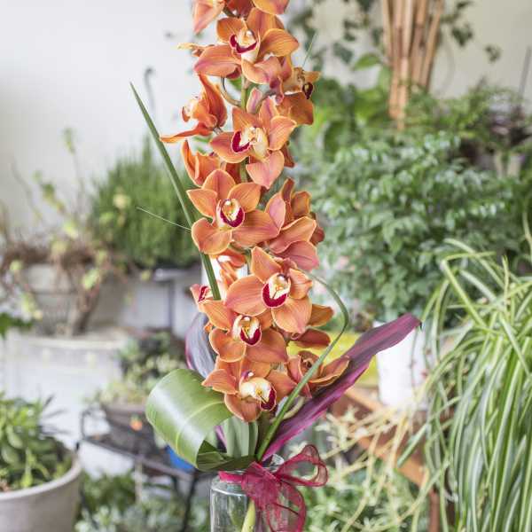 Lealani