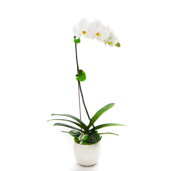 White orchid plant in a white pot with green accents