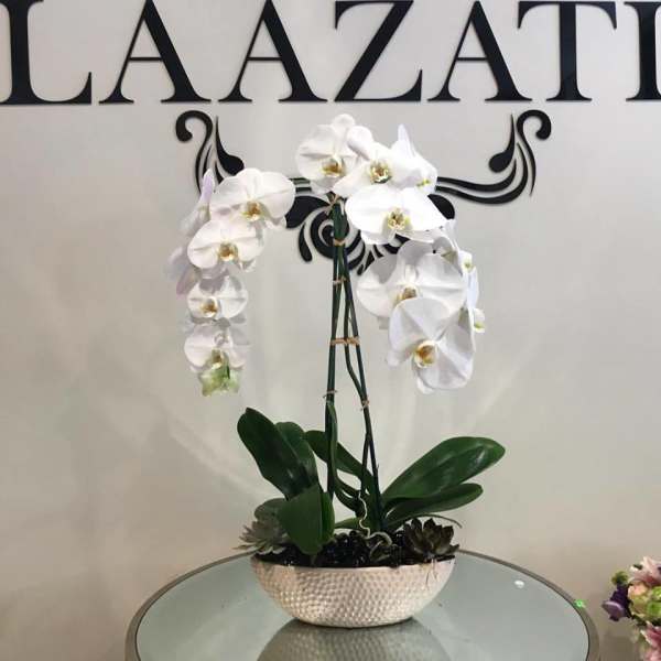 White orchid plant in a textured bowl planter