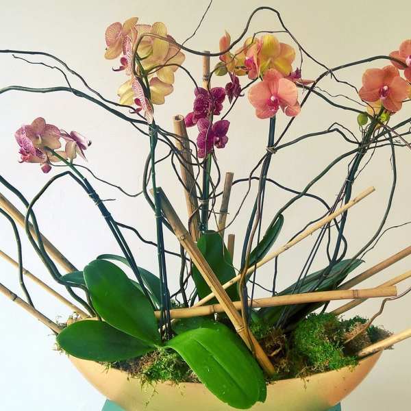 Joys Orchid bowl