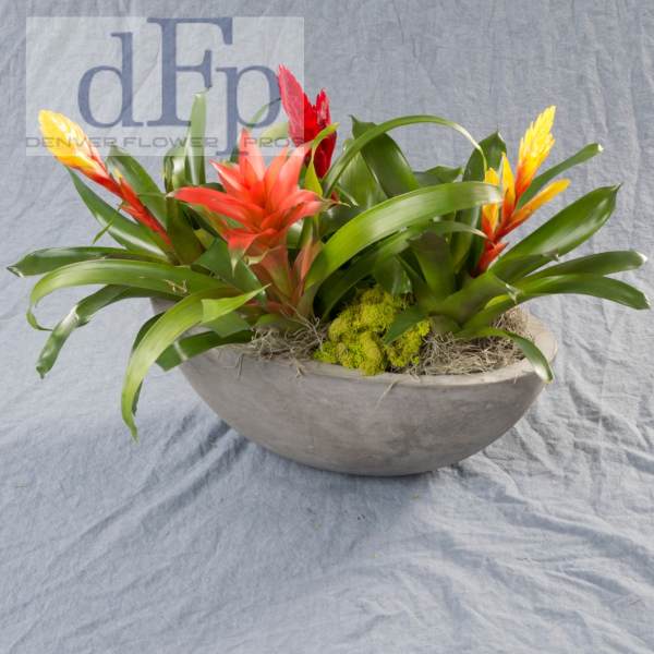 Bromeliad planter