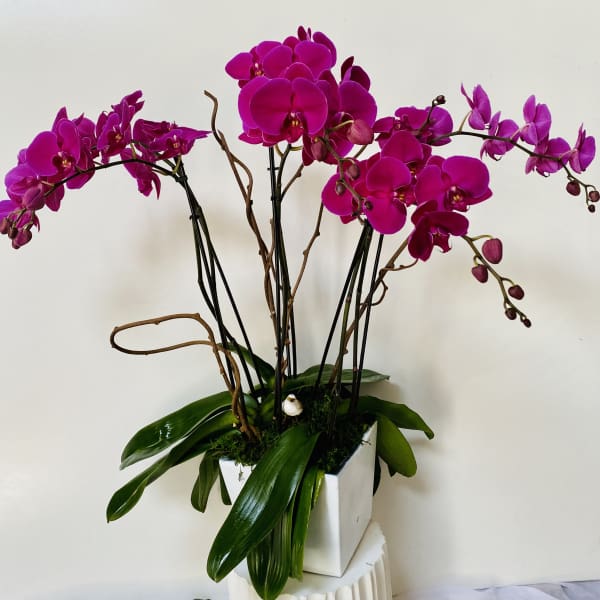 Magenta orchids arranged in a white square vase