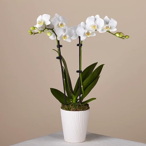 White orchid plant in a white pot