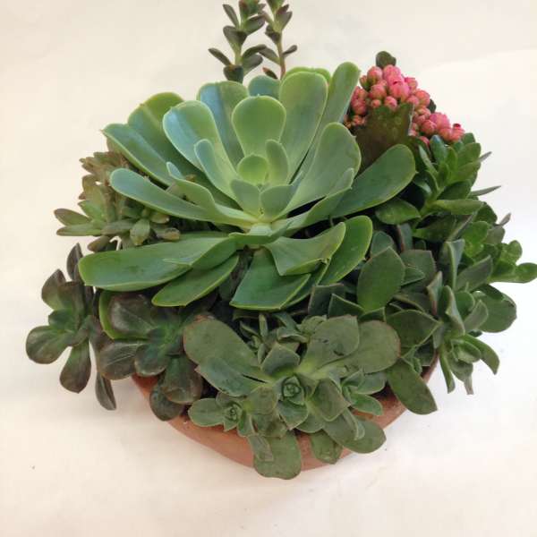 Potted succulent arrangement with pink blooms in a terracotta bowl