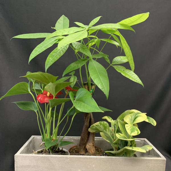 Potted tropical plants in a rectangular wooden planter with one red anthurium bloom
