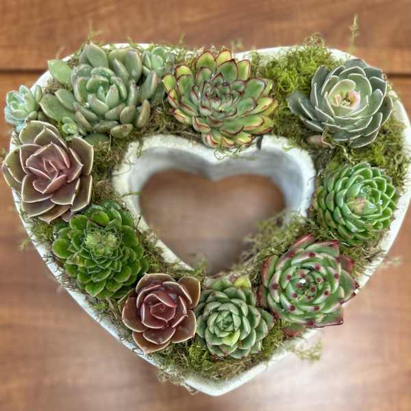Heart-shaped succulent arrangement in a white container
