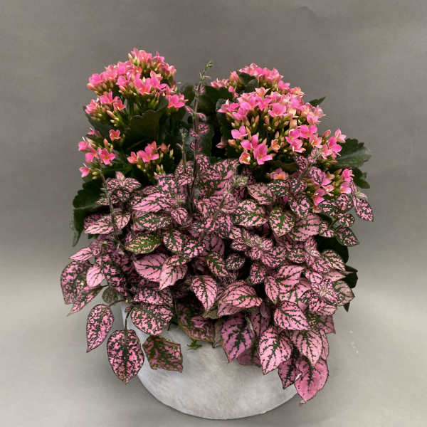 Potted plant with pink flowers and speckled pink-and-green leaves