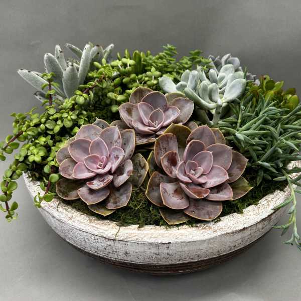 Succulent arrangement in a shallow white bowl with pink rosettes