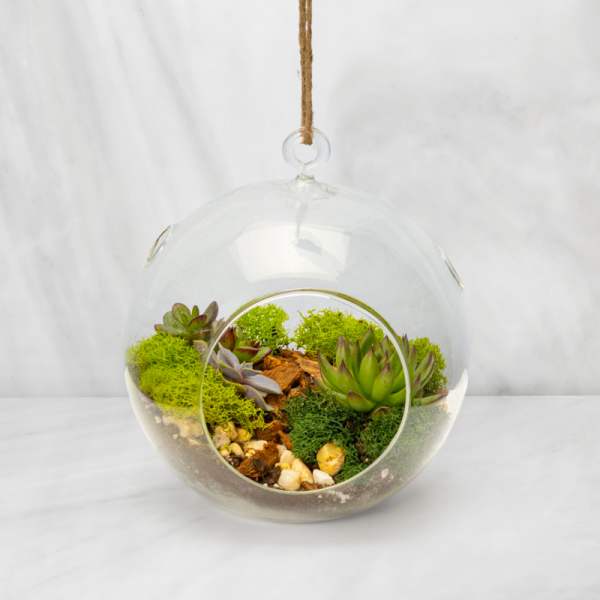 Hanging glass globe terrarium with green succulents, moss, and pebbles.