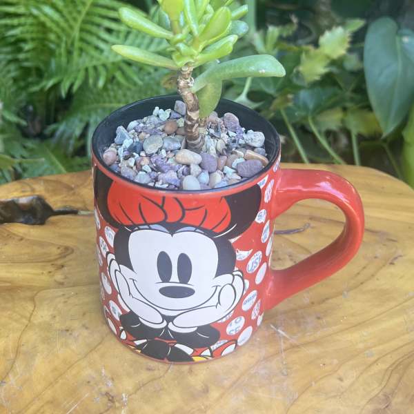 Small succulent in a red Mickey Mouse mug planter