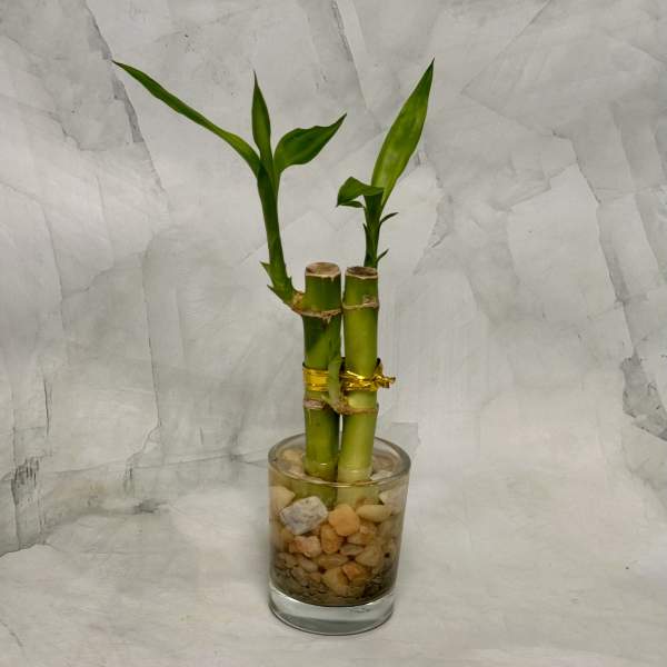 Two lucky bamboo stalks in a glass vase with pebbles