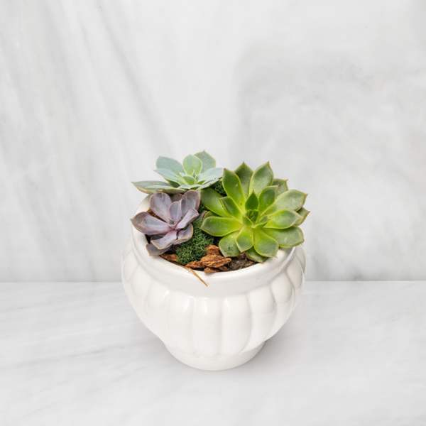 Succulent arrangement in a white ceramic pot