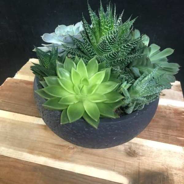 Succulent arrangement in a dark round bowl on a wooden surface