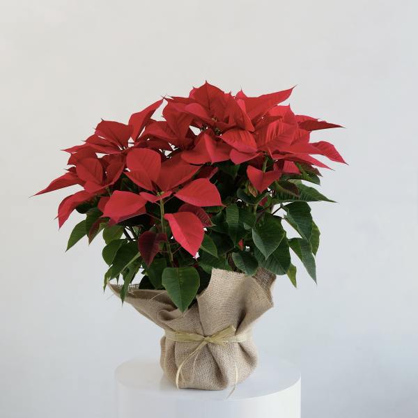 Potted poinsettia plant with red bracts wrapped in burlap