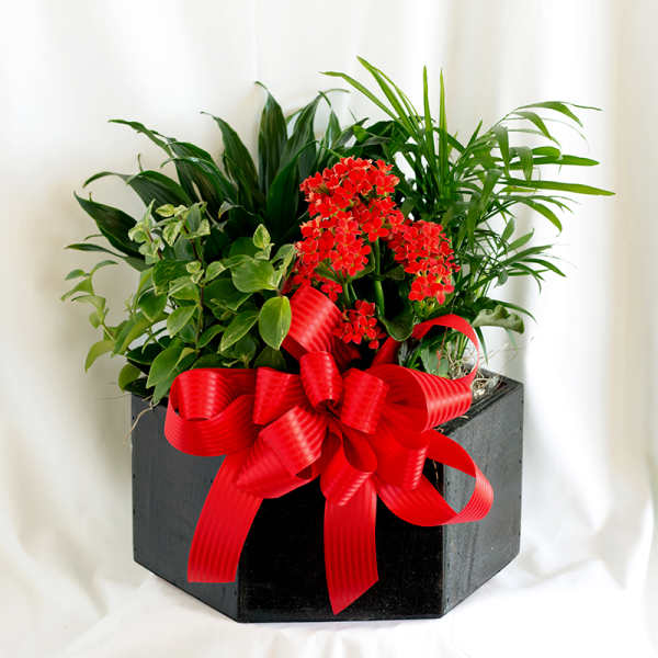 Potted green plants with red flowers in a black container and red bow