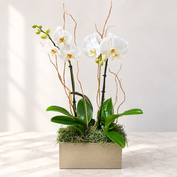 White orchids in a rectangular planter with moss and curly branches