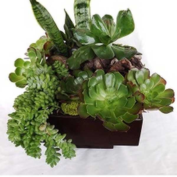 Potted succulent arrangement with mixed green rosettes and upright snake plants