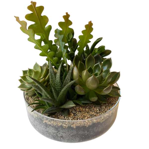 Glass, Succulent Garden