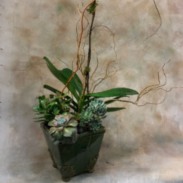 Potted succulent arrangement with a white orchid stem