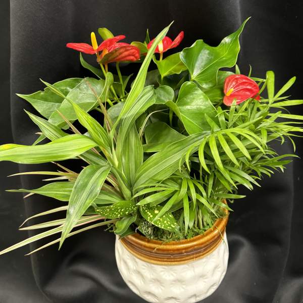 Tropical plant arrangement with red anthuriums in a ceramic pot