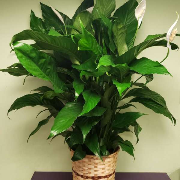 Potted peace lily in a woven basket planter