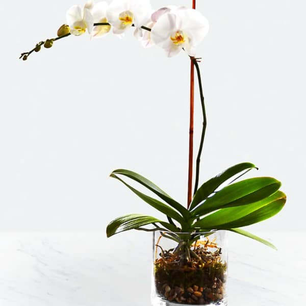 White phalaenopsis orchid plant with arching blooms in a clear glass pot with pebbles.
