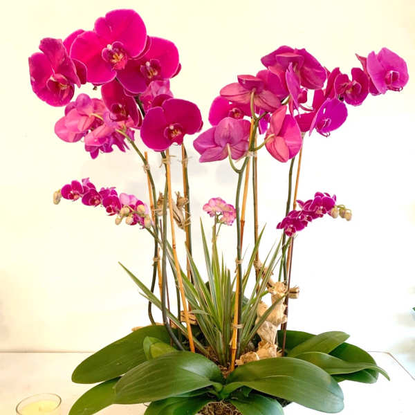 Potted pink orchids in a white container