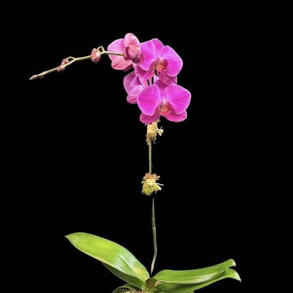Pink orchid plant in a cream pot against a black background