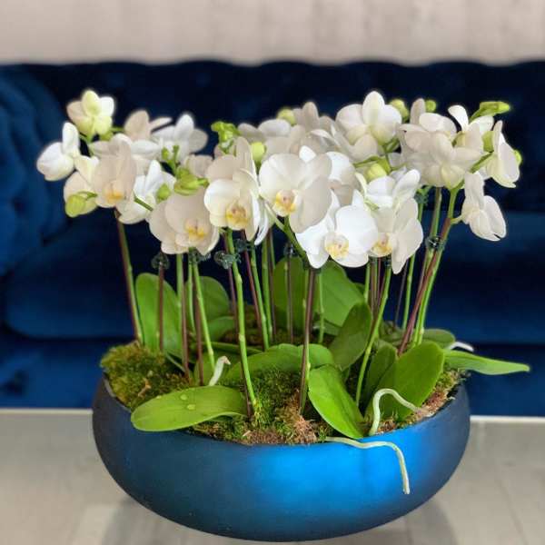White orchids arranged in a blue bowl planter