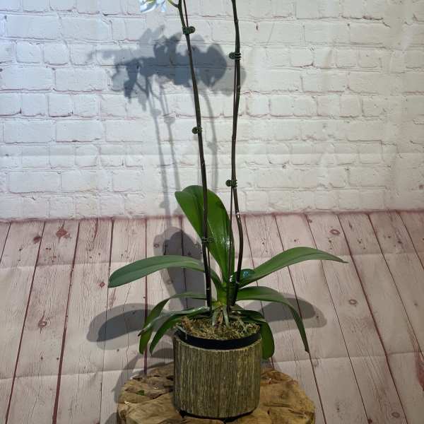 White orchid plant in a decorative pot on a wood stand