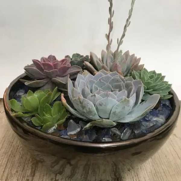 Shallow bowl of assorted succulents with blue stones