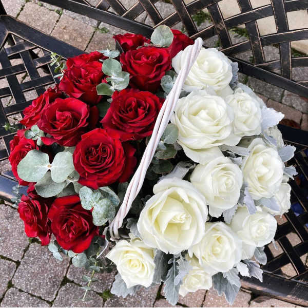 Basket of red and white roses with silver foliage