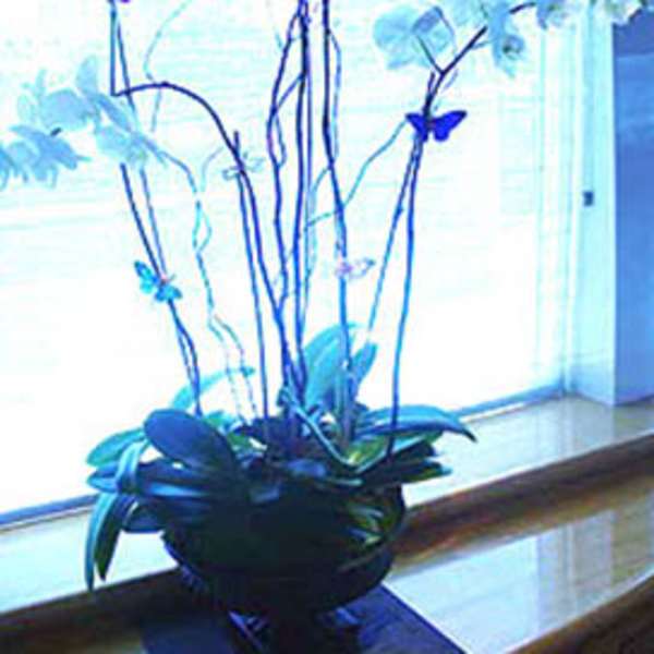 Tall orchid arrangement in a dark bowl with blue butterfly accents