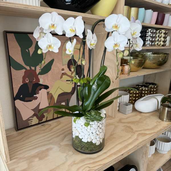 White orchids and a succulent in a glass vase with white stones.
