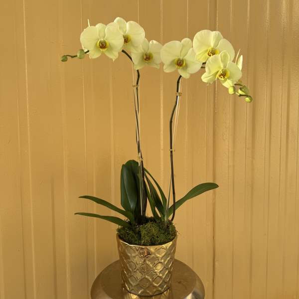 White orchid plant in a gold textured pot