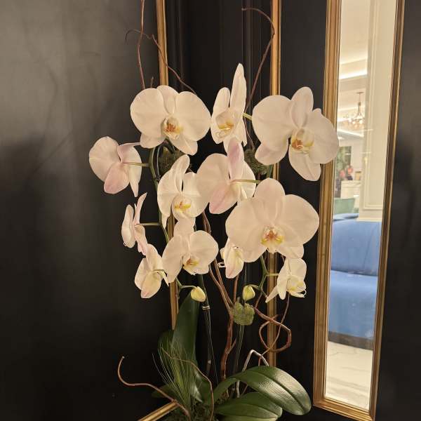 White orchid arrangement in a gold geometric pot