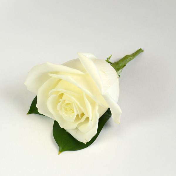 Single white rose boutonniere on a white background