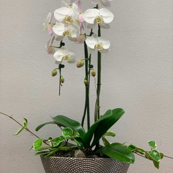 White orchids in a textured silver planter with trailing greenery