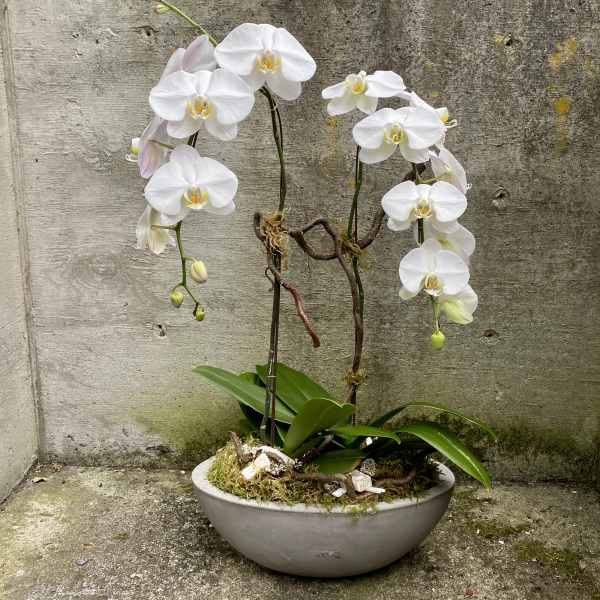 White phalaenopsis orchid plant in a shallow gray bowl planter