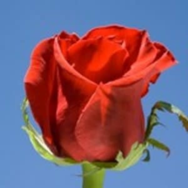 Single red rose bloom against a clear blue sky