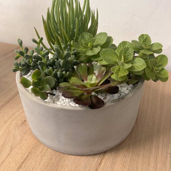 Mixed succulent planter in a white ceramic bowl with white pebbles