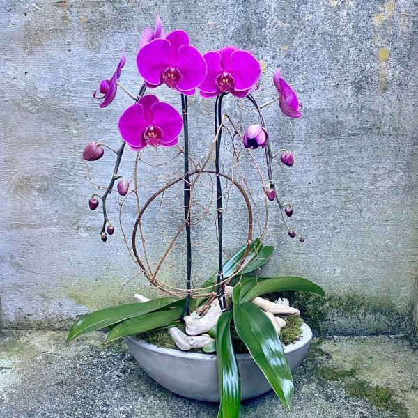 Color Phalaenopsis Orchid Plant Duo